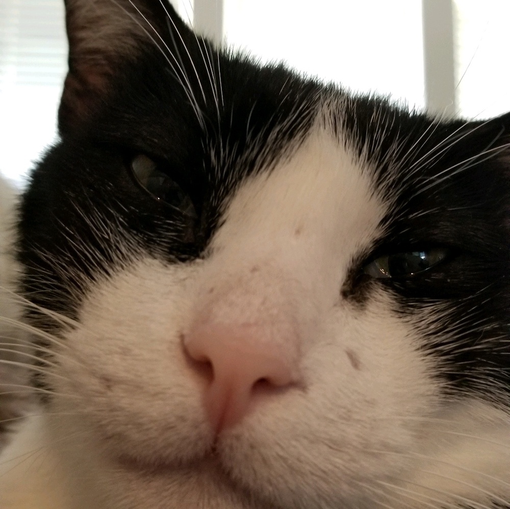 Meet your Posher, Amy